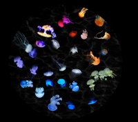 Sega Toys Night Jellyfish Sky Disc
